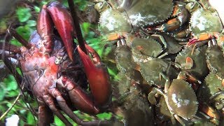 Crabs Hunting in Mud  Wild Mud Crab Fishing  Crab Catching [upl. by Anirec986]