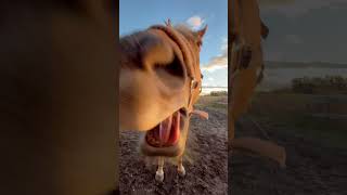 1 minute of peeps being peeps and Db horse equestrianvibes music horseenthusiast equestrian [upl. by Daugherty]