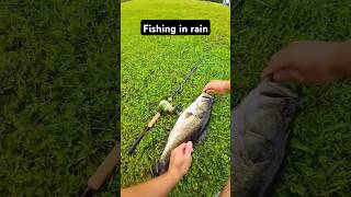 Fisbing in rain fishingvideo fishinglife fishtank fisherman fishvideo river bass fish carp [upl. by Losse]