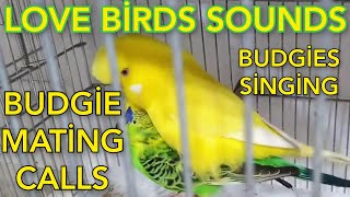 budgies mating call sounds  love birds mating call sounds  parakeets mating call sounds  animals [upl. by Wilkens56]