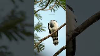 Grey headed kite birds wildlife birdwatching nature animals trees beautiful [upl. by Cassiani596]