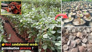 How to grow red sandalwood tree from seeds  लाल चंदन का बीज कैसे लगाते हैं  sandalwood germination [upl. by Yenot]