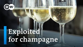 The dark side of the champagne industry  DW Documentary [upl. by Ymrots]