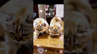 2 Cute Chubby Cats Playing on Table katten cat funny funny katze kitten cute [upl. by Fedora]