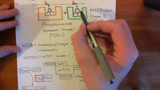 The Growth Factor Receptor and PI3K  AKT  mTOR Pathway Part 4 [upl. by Asial]