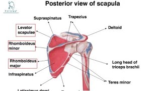 scapulabd chaursiya booklecture2 [upl. by Durkin]