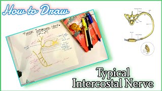 How to draw Typical intercostal nerve diagram mbbs [upl. by Yerd]