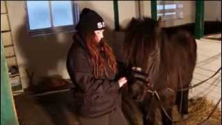 How to make your own bitless bridle Crossunder indian bosal scawbriglightrider [upl. by Yelrihs]