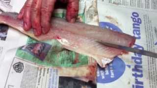 How To Boneless Fillet a Walleye or Pickerel [upl. by Akedijn]