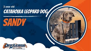 Catahoula Leopard Dog 🐾Off leash Training  Best Dog Trainer  Reno NV🐾 [upl. by Calabresi]