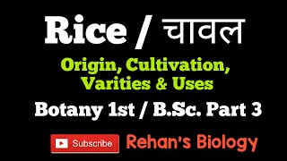 Rice चावल धान Oryza sativa Paddy crop IIOriginCultivationProduction uses II Rehans Biology [upl. by Eniamreg]