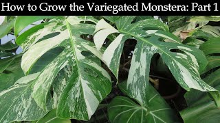 How to Grow the Variegated Monstera Part 1 [upl. by Okomot723]