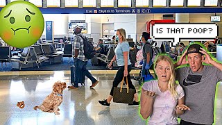 Traveling with our Puppy Gone Wrong [upl. by Airad]