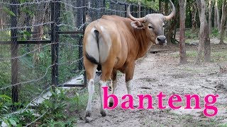 banteng wild [upl. by Yerffoj186]