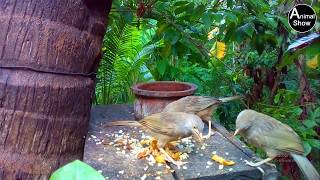 Watch YellowBilled Babblers gang [upl. by Aehtrod]