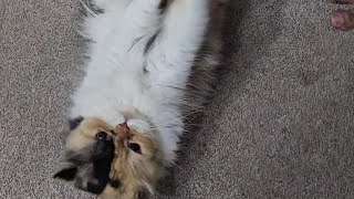 Playtime always  cute cat  🐈 catinfluencer catvideos catshorts catlover cutecat [upl. by Johnson633]