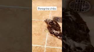 peregrine falcons chicks peregrine falcons k bachye kase hote hain [upl. by Ximena949]