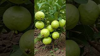 Grow Guava Trees from Cuttings The Beginners To Advance Guide [upl. by Essirehc]