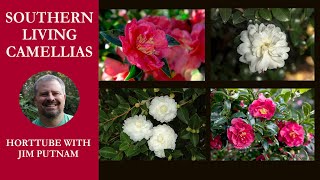 🌺Southern Living Plant Collection Camellias [upl. by Sheree831]