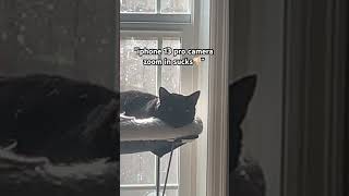 last one i promise😭🐈‍⬛ trending viralvideo comedy tiktok shorts [upl. by Ajit784]