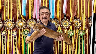 First TIME Makikita WORLD CHAMPION CATS Nasa Pinas pala sa World Class CATTERY ni JIMI LIM [upl. by Schiffman673]