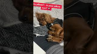 my pillow is timmy’s pillow too teddypomador tinytimmy fogsofinstagram viralvideo [upl. by Grae]