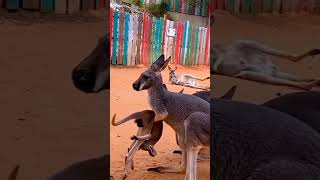 Kangaru Man Ka bacche ke liye Pyar animals [upl. by Ecertal]