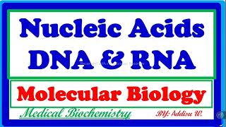 nucleicacids biochemistry DNA and RNA structure molecularbiology ethiopian freshman biology [upl. by Ahsirk]