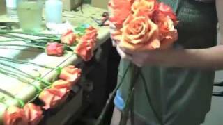 600 Orange quotMilvaquot Roses For Summer Wedding [upl. by Vacuva]