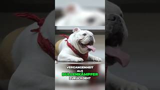 Englische Bulldogge Listenhund oder nicht🧐 [upl. by Gan]