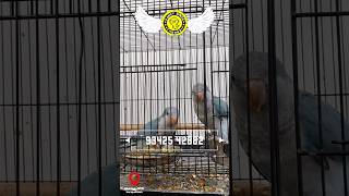 Fancy Birds Chennai Pet Birds Shop OMR karapakkam Tamed Birds Shop Chennai tamedbirds lovebirds [upl. by Irik587]