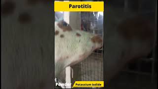 Oho Parotitis in goat [upl. by Koslo]