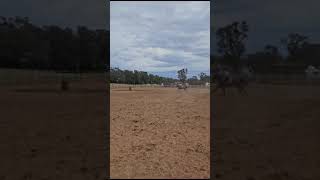 Lucy and Faith at Bundalong jackpot coming first two days in a row western rodeo barrelracing [upl. by Yrocej787]