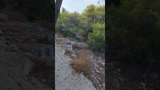 Mariza Beach Agistri Island’s Hidden Cliffside Paradise 🌊🏖️🇬🇷 [upl. by Olenolin]