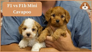 F1 vs F1b Mini Cavapoo [upl. by Yumuk]