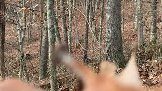 West Virginia turkey on opening day of deer season [upl. by Aleetha]