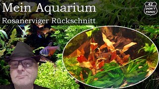 Rosanerviger Rückschnitt  Alternanthera reineckii  Mein Aquarium 64 [upl. by Bauske]