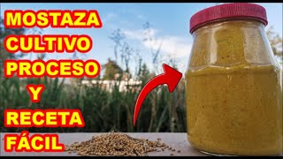 LA MOSTAZA proceso COMPLETO del CULTIVO hasta la RECETA y elaboración del CONOCIDO ADEREZO✅ [upl. by Decato82]