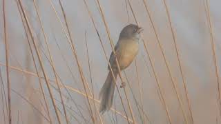 Jerdons Babbler [upl. by Amak411]