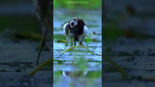 Heartwarming Rescue Mission Saving Pheasant Tailed Jacana Chicks from the Rain trendingshorts [upl. by Aneleiram]