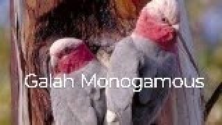 Galah Monogamous birds birdslover birdslife birdspecies [upl. by Handbook68]