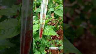 blood worm culture  best live feed for betta and guppy  live food for fighter fish and guppys [upl. by Azmah]