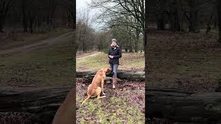 Tipps zur Hundefotografie Action [upl. by Norma]