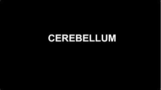 Lesson 9 cerebellum [upl. by Zenia106]