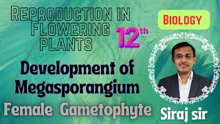 Megasporogenesis Class 12Development of Female Gametophyte Embryo Sac [upl. by Niels]