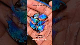 Electric blue balloon ram 💗 electricblueballonram ramfish chichlid fishsale fishshorts [upl. by Assirim]