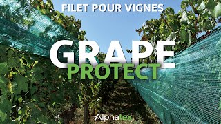 Grape Protect  découvrez le filet de palissage et de protection pour vignes dAlphatex [upl. by Adnawaj]