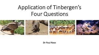 Tinbergens Four Questions Applications and a worked example [upl. by Audry]