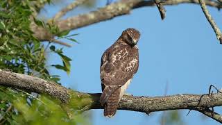 20240915 Redtailed Hawk North Meadow Lane Rocky Hill CT [upl. by Rahas]