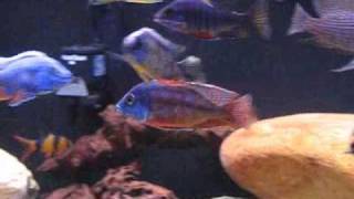 125 Gallon Malawi HapPeacock Aquarium 9808 [upl. by Elden]